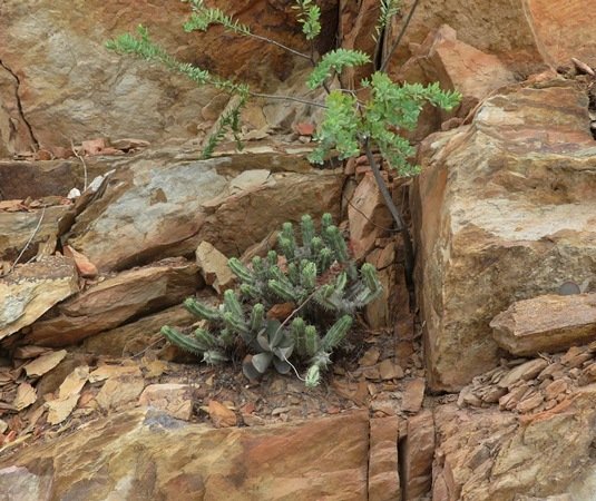 Euphorbia heptagona by the roadside 